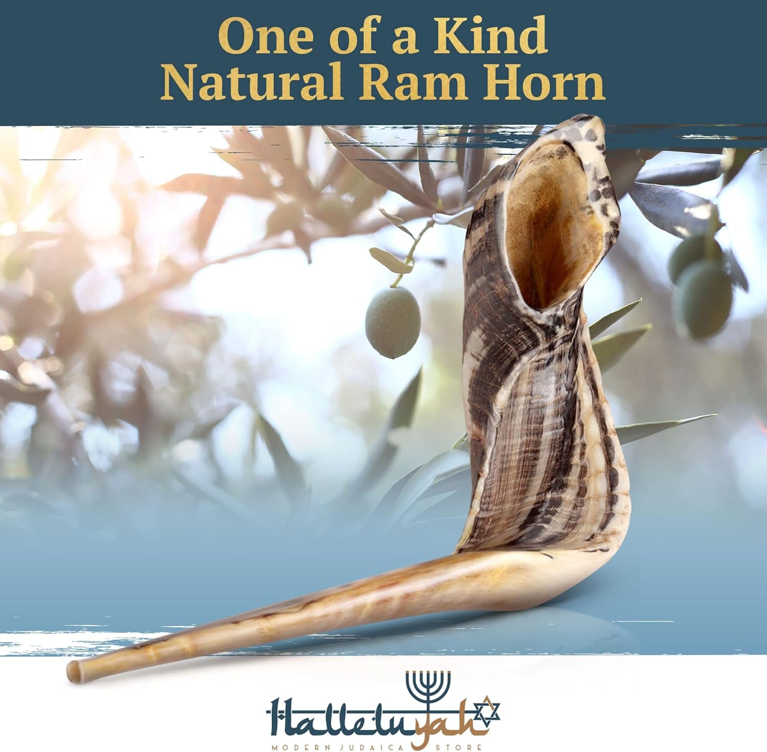 KOSHER ODORLESS Ram Horn Shofar - 14"-16", Smooth Mouthpiece, Velvet Bag, Clean Brush, Shofar Guide - Made in Israel